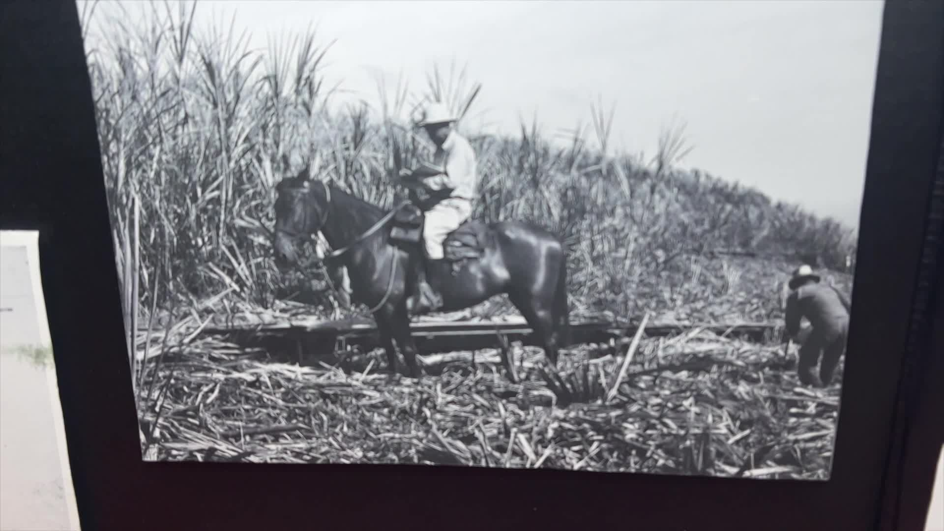 Portuguese Day in the Park 2023