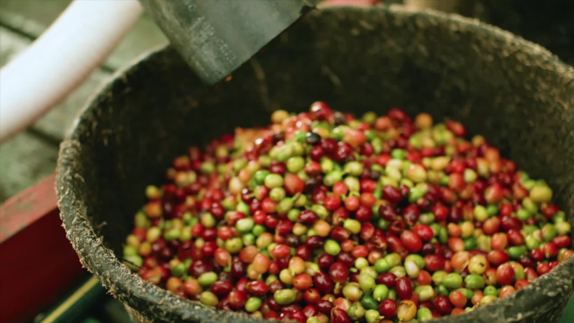 Heavenly Hawaiian's Kona Profiles: Justine Smith